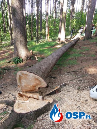   Niebezpiecznie pochylone drzewo w paku linowym ! OSP Ochotnicza Straż Pożarna