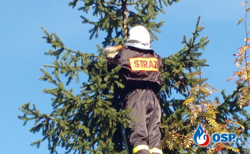 Kot na drzewie OSP Ochotnicza Straż Pożarna