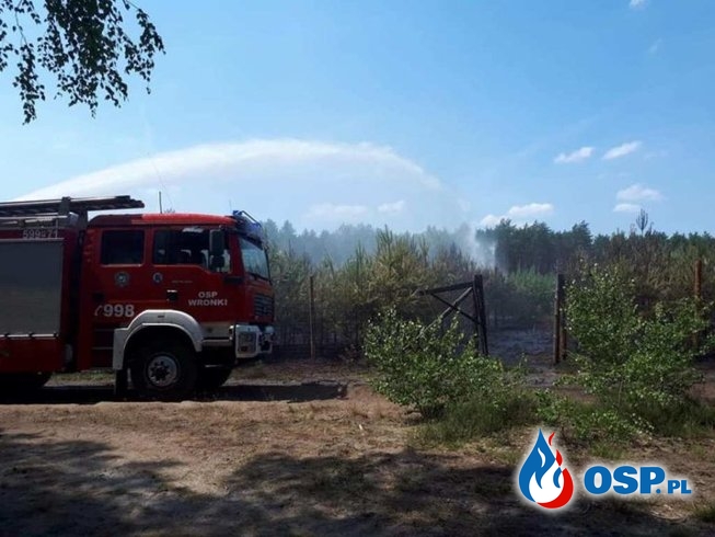 Jasionna – pożar młodnika OSP Ochotnicza Straż Pożarna