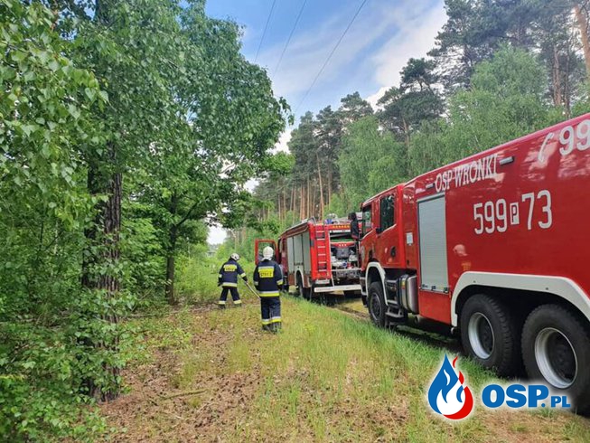 Wronki – pożar ściółki leśnej OSP Ochotnicza Straż Pożarna