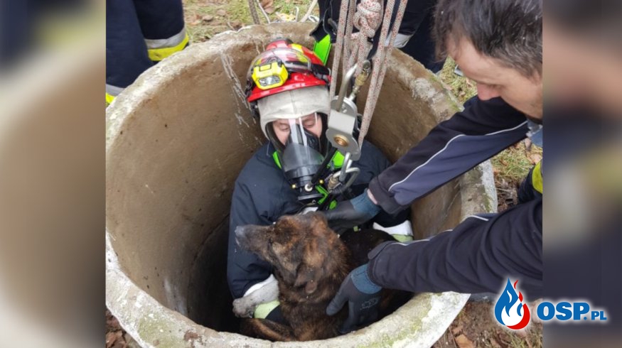 Strażacy ratowali psa, który wpadł do głębokiej studni. Zwierzę było wyziębione. OSP Ochotnicza Straż Pożarna