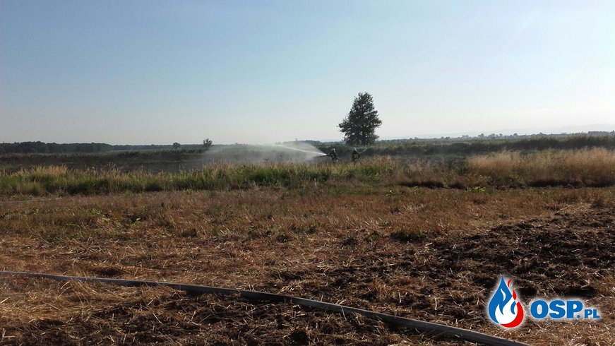 Pożar pola i suchej trawy blisko lasu OSP Ochotnicza Straż Pożarna