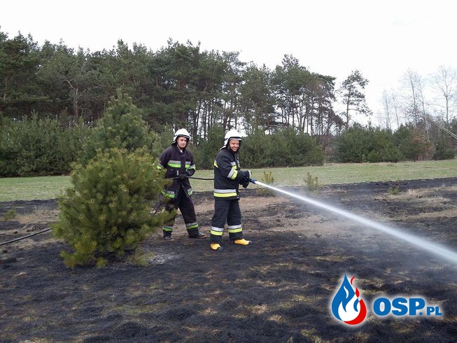 Pożar poszycia leśnego i trawy w miejscowości Bibianów OSP Ochotnicza Straż Pożarna