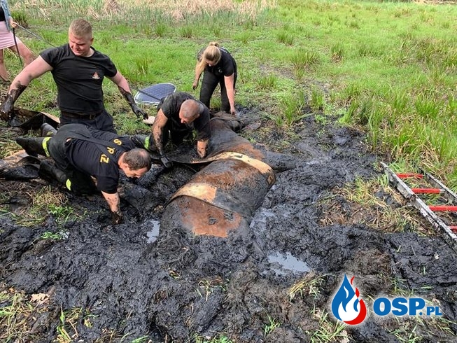 Nietypowa akcja w Bytomiu. Strażacy ratowali konia, który utknął w bagnie. OSP Ochotnicza Straż Pożarna