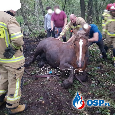Koń ugrzązł w bagnie. Z pomocą ruszyli strażacy. OSP Ochotnicza Straż Pożarna