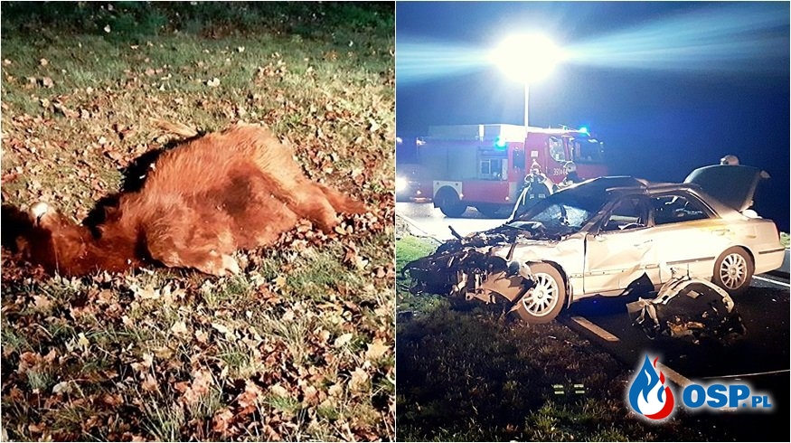 Auto uderzyło w krowę, przebiegającą przez drogę OSP Ochotnicza Straż Pożarna