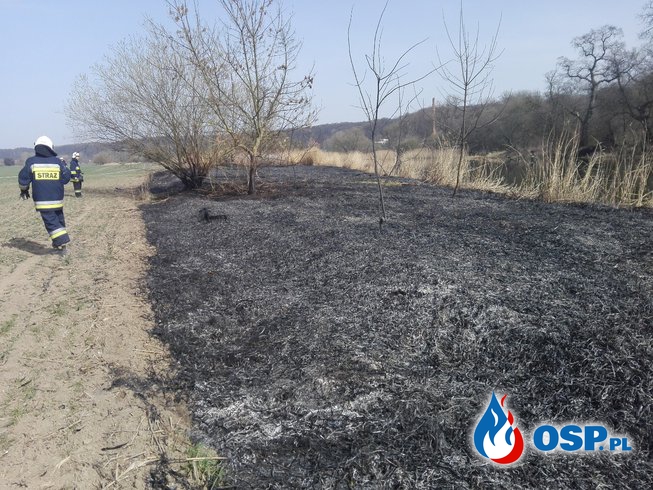 Pożar Trawy Ostromecko OSP Ochotnicza Straż Pożarna