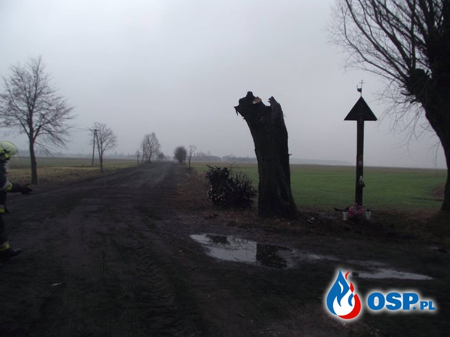 Pożar pamiątkowego drzewa przy ulicy Miłosławskiej OSP Ochotnicza Straż Pożarna