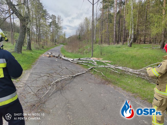 93-94/2021 Powalone drzewa blokowały drogę OSP Ochotnicza Straż Pożarna