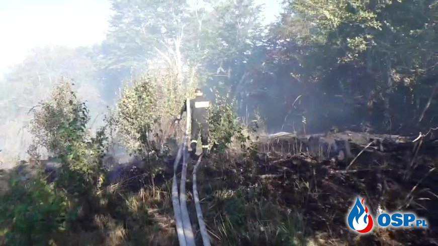Trudny pożar lasu na wzgórzu. Do akcji wkroczyły samoloty gaśnicze. OSP Ochotnicza Straż Pożarna