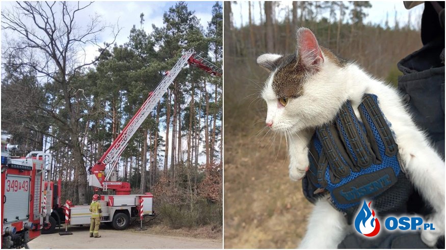 Kot przez 3 dni siedział na drzewie. Ściągnęli go strażacy. OSP Ochotnicza Straż Pożarna