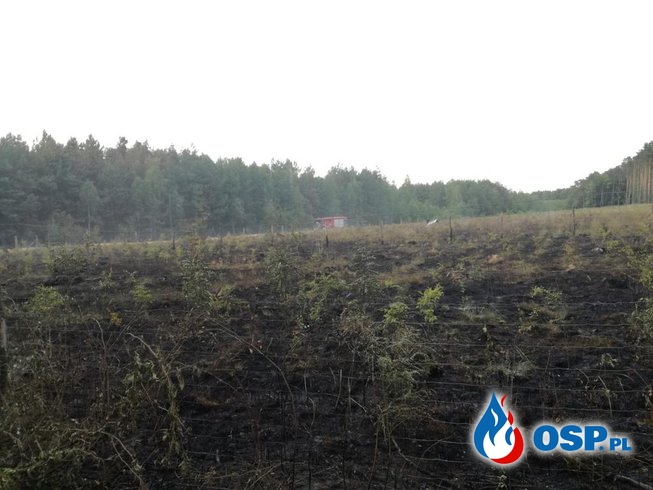 Pożar 8 ha lasu w powiecie tomaszowskim. OSP Ochotnicza Straż Pożarna
