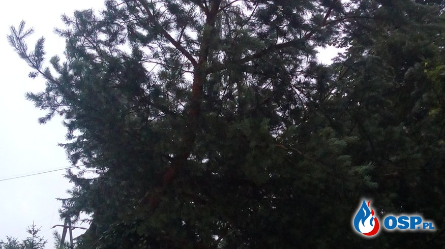Powalone drzewo w Czyżowicach. OSP Ochotnicza Straż Pożarna