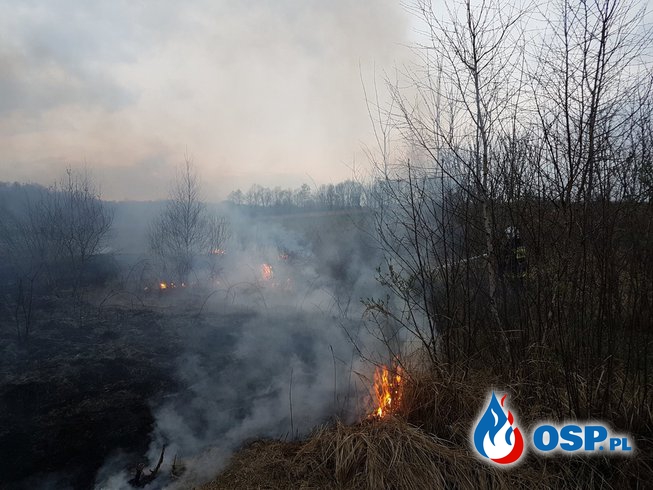 Ludzie wciąż podpalają nieużytki OSP Ochotnicza Straż Pożarna