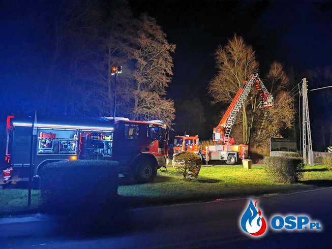 Bobry naruszyły stabilność drzew. OSP Ochotnicza Straż Pożarna