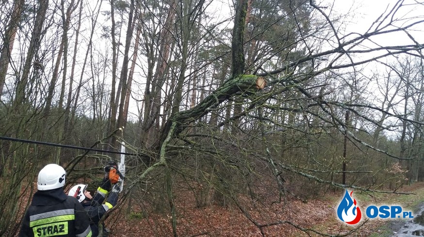 Powalone drzewo na drogę OSP Ochotnicza Straż Pożarna