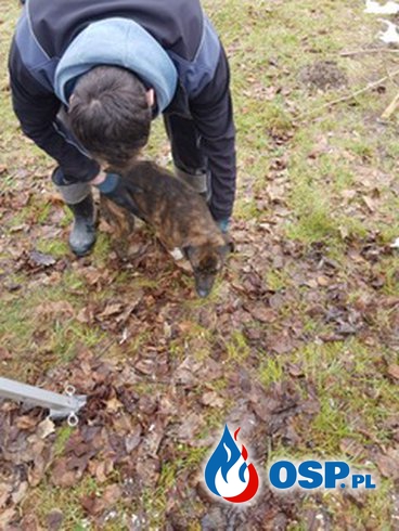 Strażacy ratowali psa, który wpadł do głębokiej studni. Zwierzę było wyziębione. OSP Ochotnicza Straż Pożarna