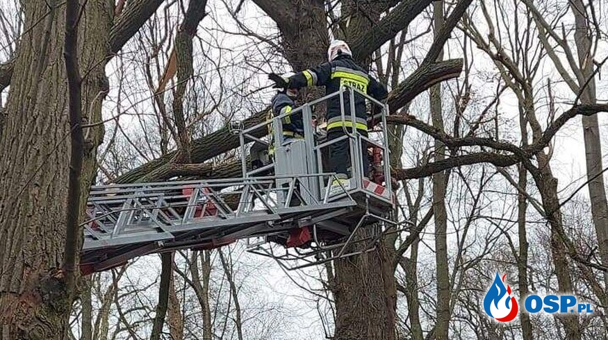 Nowa Wieś – złamane drzewo OSP Ochotnicza Straż Pożarna