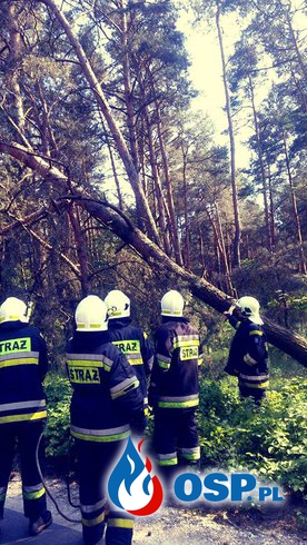 Usunięcie powalonego drzewa OSP Ochotnicza Straż Pożarna
