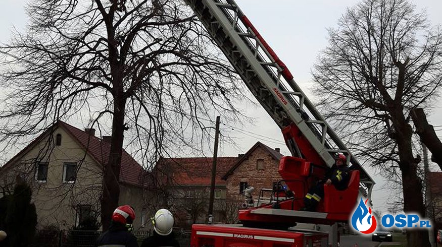 Miejscowe zagrorzenie Zwisająca Gałąż nad drogą gminną OSP Ochotnicza Straż Pożarna