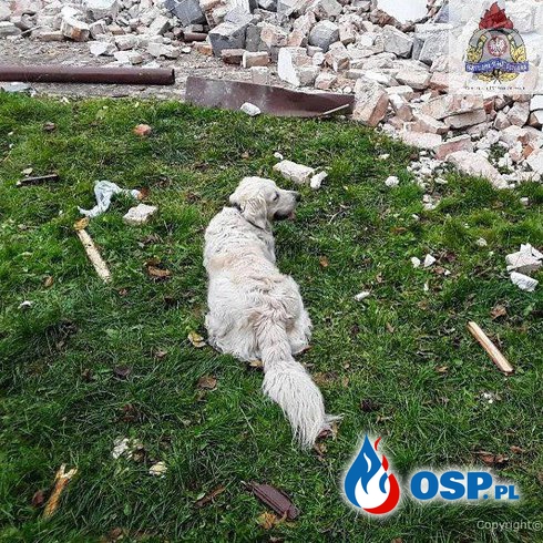Dom zawalił się po wybuchu w Kaczorowie. Starsza kobieta trafiła do szpitala. OSP Ochotnicza Straż Pożarna