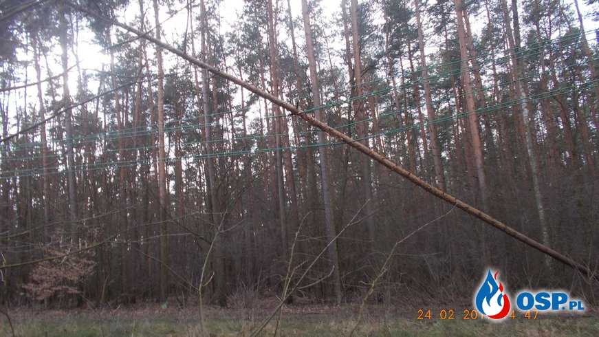 Powalone drzewo OSP Ochotnicza Straż Pożarna