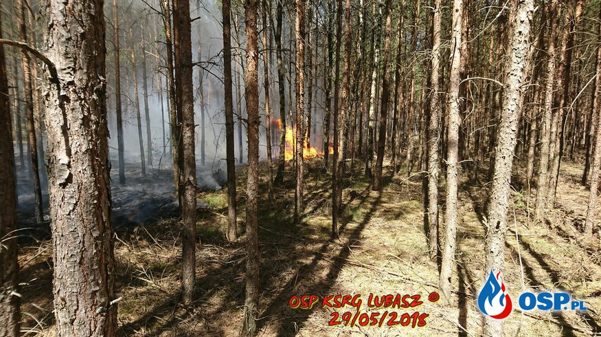Duży Pożar Lasu - 5 ha OSP Ochotnicza Straż Pożarna