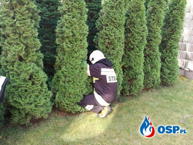 Wąż w ogrodzie !!! OSP Ochotnicza Straż Pożarna