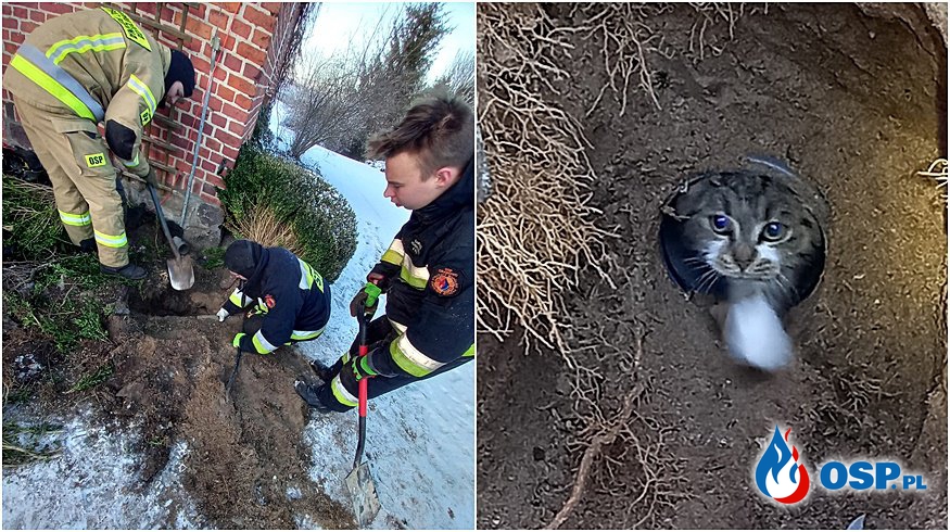 Nietypowa akcja strażaków. Ratowali kota, który utknął w rynnie. OSP Ochotnicza Straż Pożarna