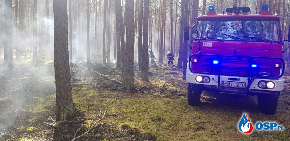 Uderzenie pioruna przyczyną pożaru lasu. OSP Ochotnicza Straż Pożarna