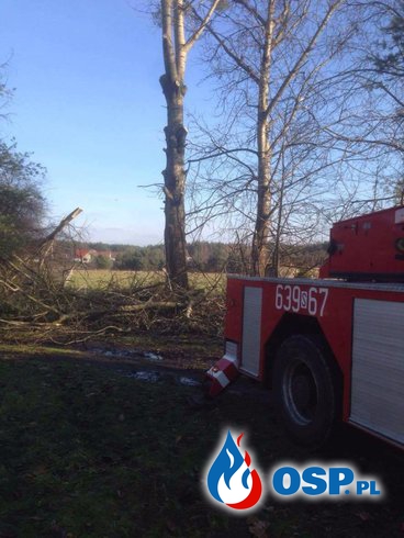 Niebezpiecznie pochylone drzewa OSP Ochotnicza Straż Pożarna