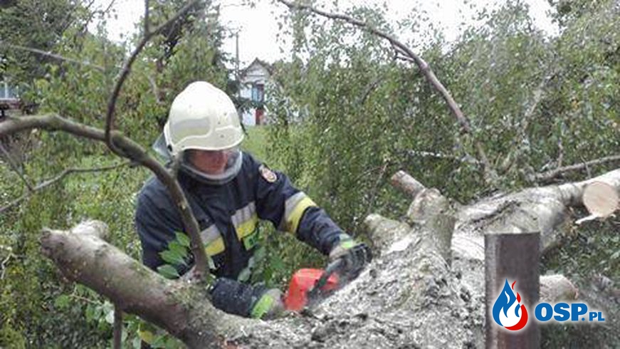 Usuwanie niebezpiecznie podciętego drzewa OSP Ochotnicza Straż Pożarna