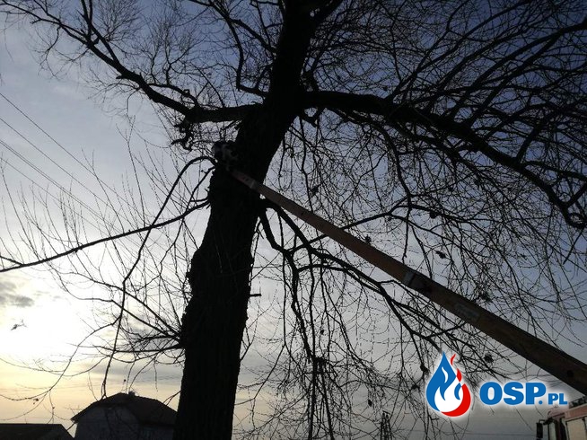 Postanowił sam zejść z drzewa OSP Ochotnicza Straż Pożarna
