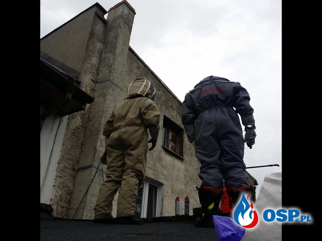 Gniazdo szerszeni pod dachem w Białej OSP Ochotnicza Straż Pożarna
