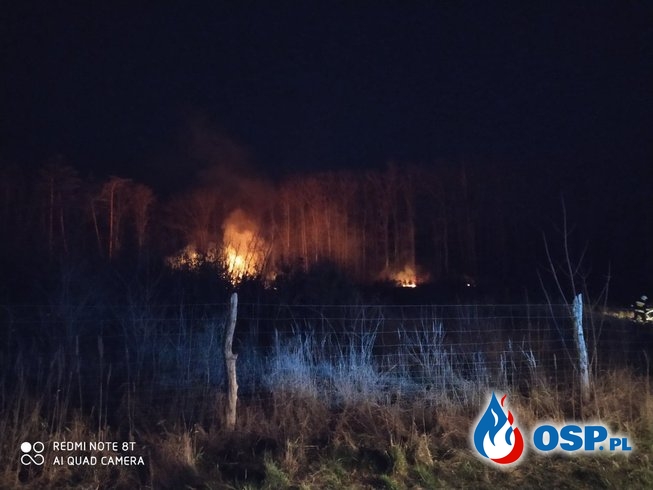 Pożar lasu między Bielskiem a Ostrowem OSP Ochotnicza Straż Pożarna