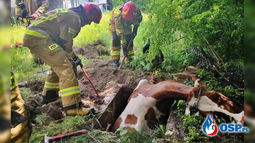 Krowa utknęła w studzience. Strażacy użyli pasów, by ją wydostać. OSP Ochotnicza Straż Pożarna