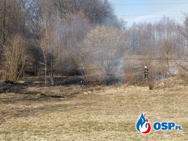 Pożar nieużytków - ul. Żniwna w Płazie OSP Ochotnicza Straż Pożarna