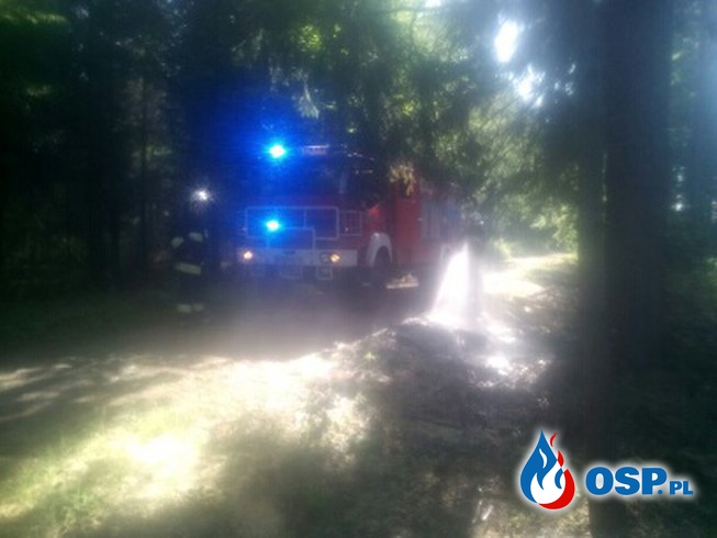 Dziwiszów: Ognisko w lesie. OSP Ochotnicza Straż Pożarna