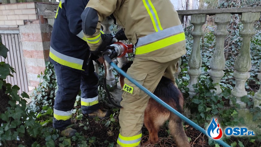 Pies utknął w ogrodzeniu. Nietypowa akcja strażaków z Konina. OSP Ochotnicza Straż Pożarna