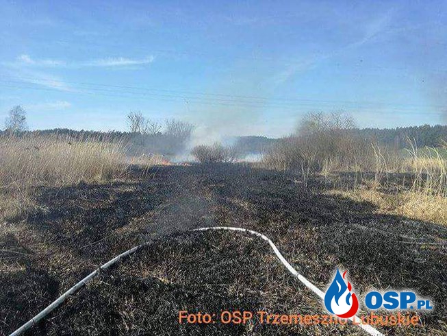 Zarzyń - Wielowieś - Pożar trzcin OSP Ochotnicza Straż Pożarna