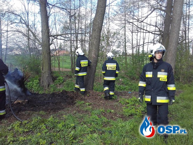 22.04.16 Pożar drzewa OSP Ochotnicza Straż Pożarna