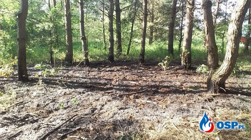 Kolejny Pożar ściółki leśnej w Płaczkowie-Piechotnym. OSP Ochotnicza Straż Pożarna