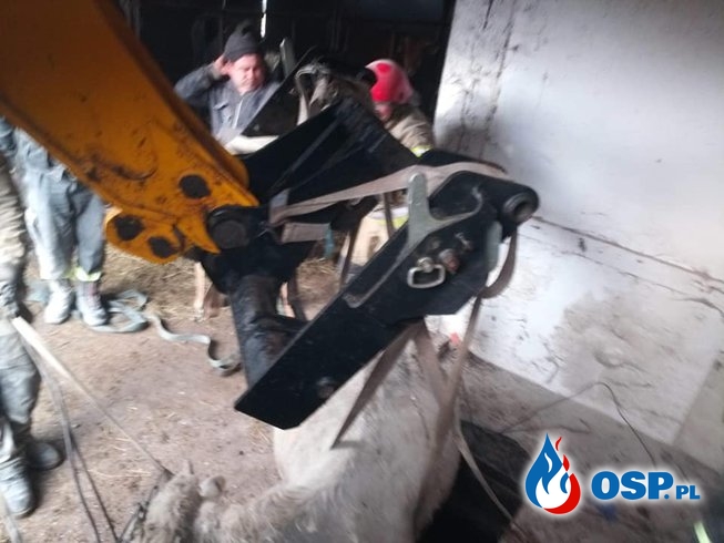 Strażacy uratowali byka, który wpadł do szamba OSP Ochotnicza Straż Pożarna