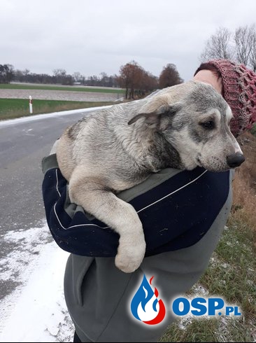Strażacy uratowali psa, który utknął w studzience OSP Ochotnicza Straż Pożarna