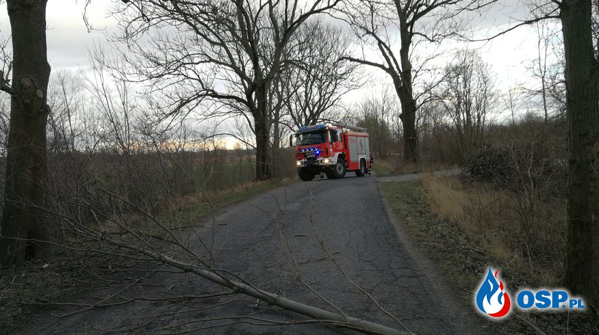 Drzewo zwisało nad drogą OSP Ochotnicza Straż Pożarna
