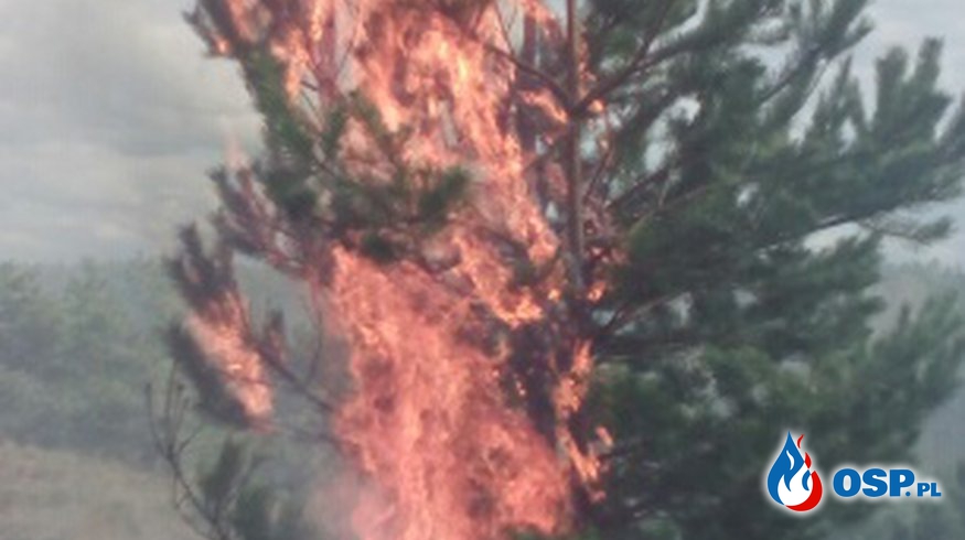 Pożar lasu- Ugaszony w ostatniej chwili OSP Ochotnicza Straż Pożarna