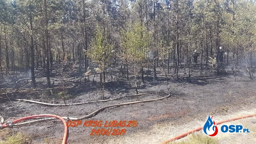 Pożar lasu w miejscowości Jasionna OSP Ochotnicza Straż Pożarna