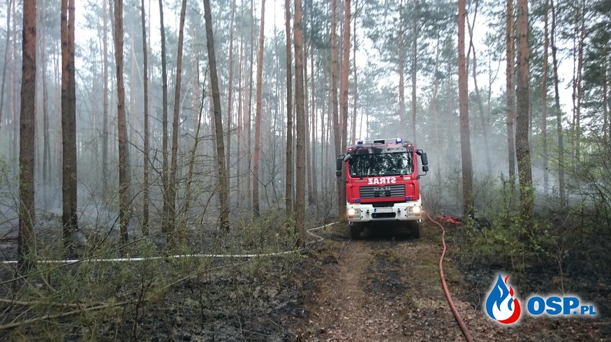 Pożar lasu OSP Ochotnicza Straż Pożarna