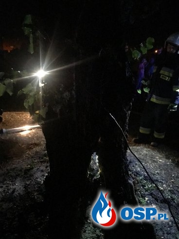 125/2019 Pożar drzewa na cmentarzu w Naroście OSP Ochotnicza Straż Pożarna