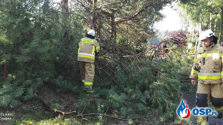 Powalone drzewo blokowało drogę gminną OSP Ochotnicza Straż Pożarna